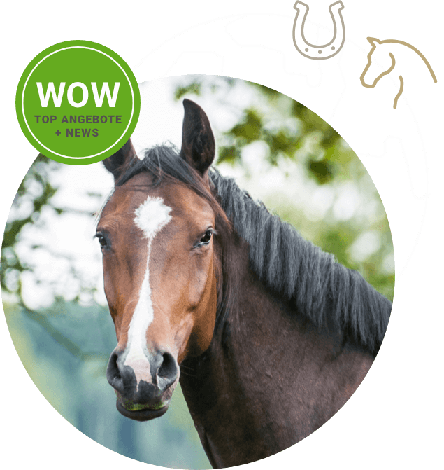 pferdewelt newsletter kreis bild pferd reiten pferdefutter pferdepflege reitbekleidung pferdewelt newsletter kreis bild pferd reiten pferdefutter pferdepflege reitbekleidung